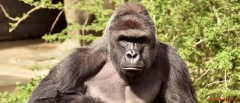 Harambe, the 17-year-old gorilla shot and killed at the Cincinnati Zoo. 