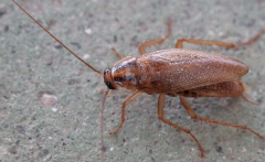 Blattella germanica, or German cockroaches